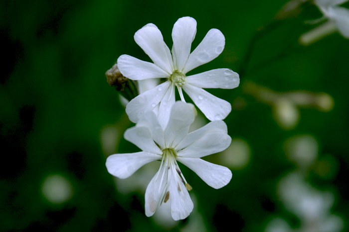 Silene italica (L.) Pers. s.l.